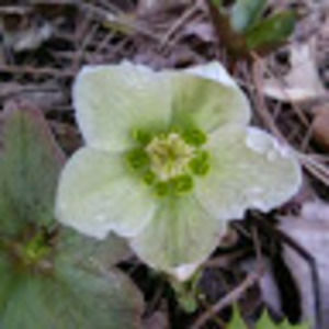 Meet your Posher, Brenda